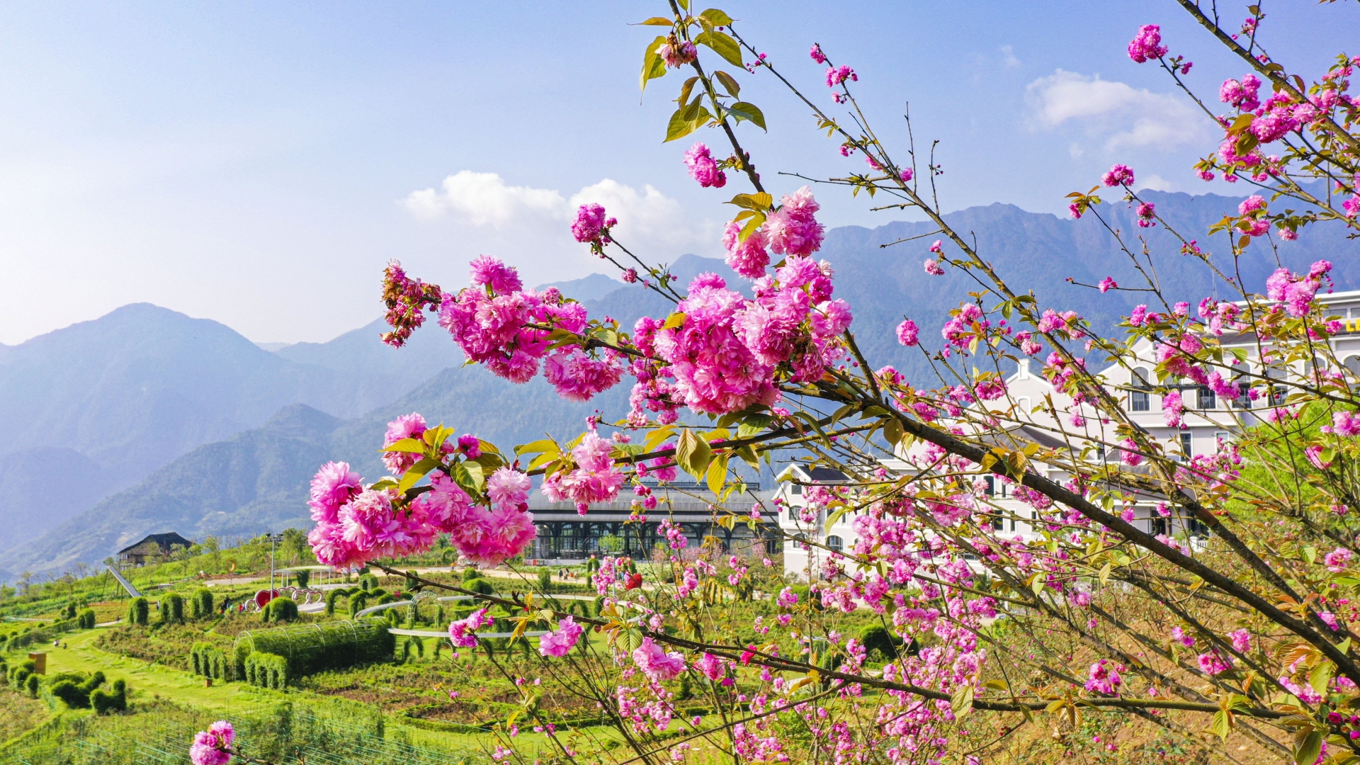 Chớm hè, ngắm hoa đỗ quyên rực rỡ trên dãy Hoàng Liên Sơn Chớm hè, ngắm hoa đỗ quyên rực rỡ trên dãy Hoàng Liên Sơn