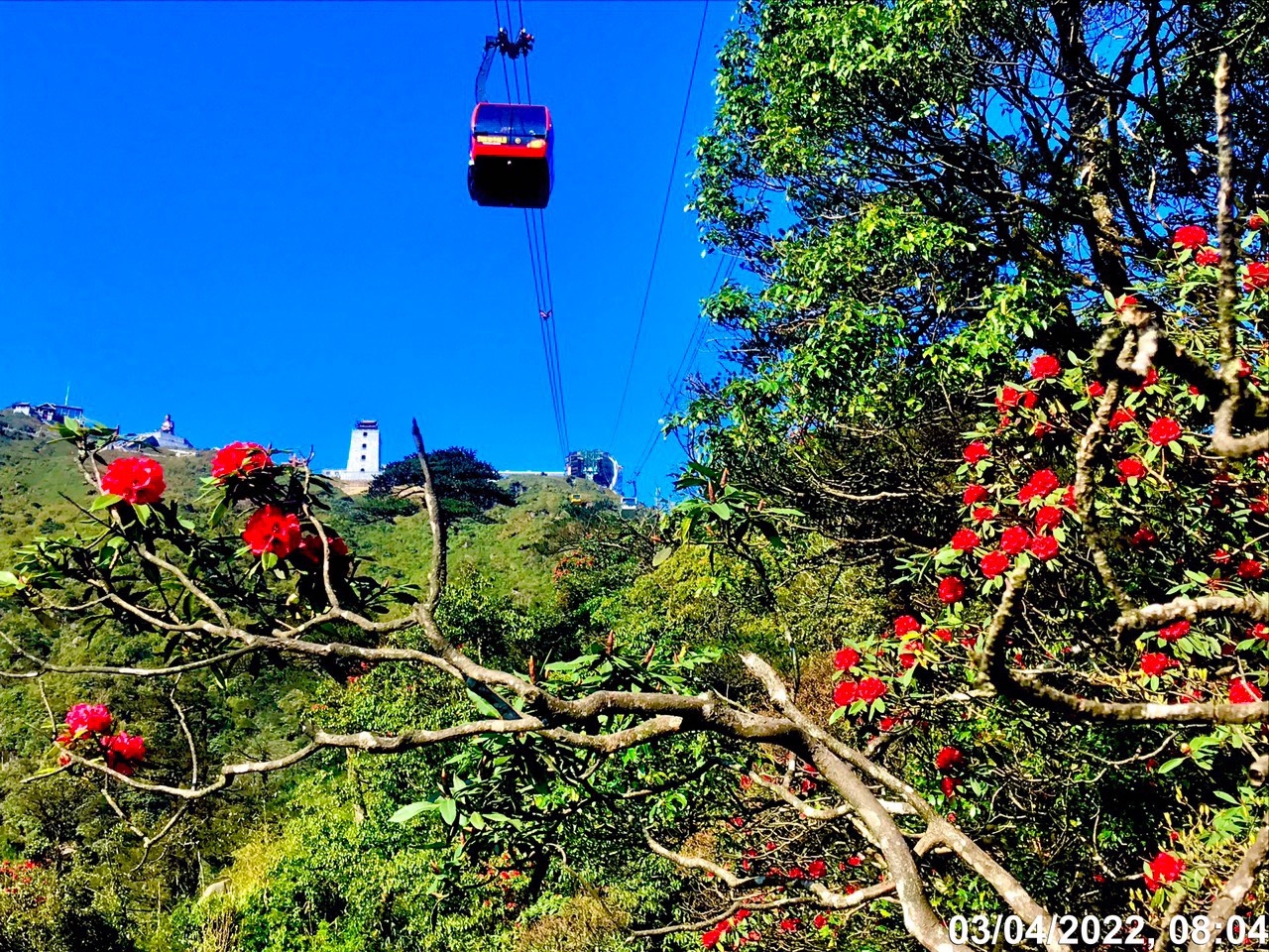 Chớm hè, ngắm hoa đỗ quyên rực rỡ trên dãy Hoàng Liên Sơn Chớm hè, ngắm hoa đỗ quyên rực rỡ trên dãy Hoàng Liên Sơn