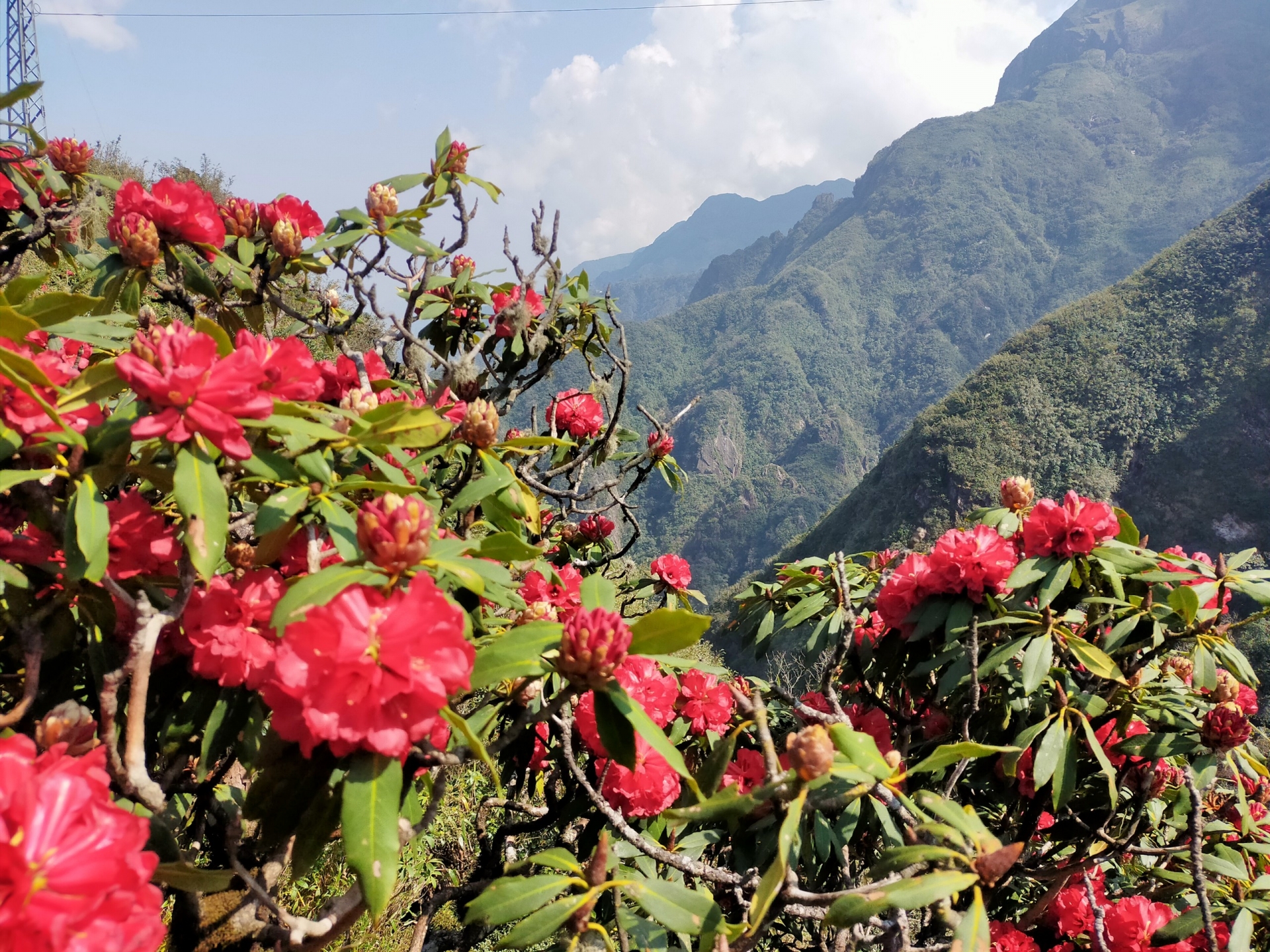 Chớm hè, ngắm hoa đỗ quyên rực rỡ trên dãy Hoàng Liên Sơn Chớm hè, ngắm hoa đỗ quyên rực rỡ trên dãy Hoàng Liên Sơn
