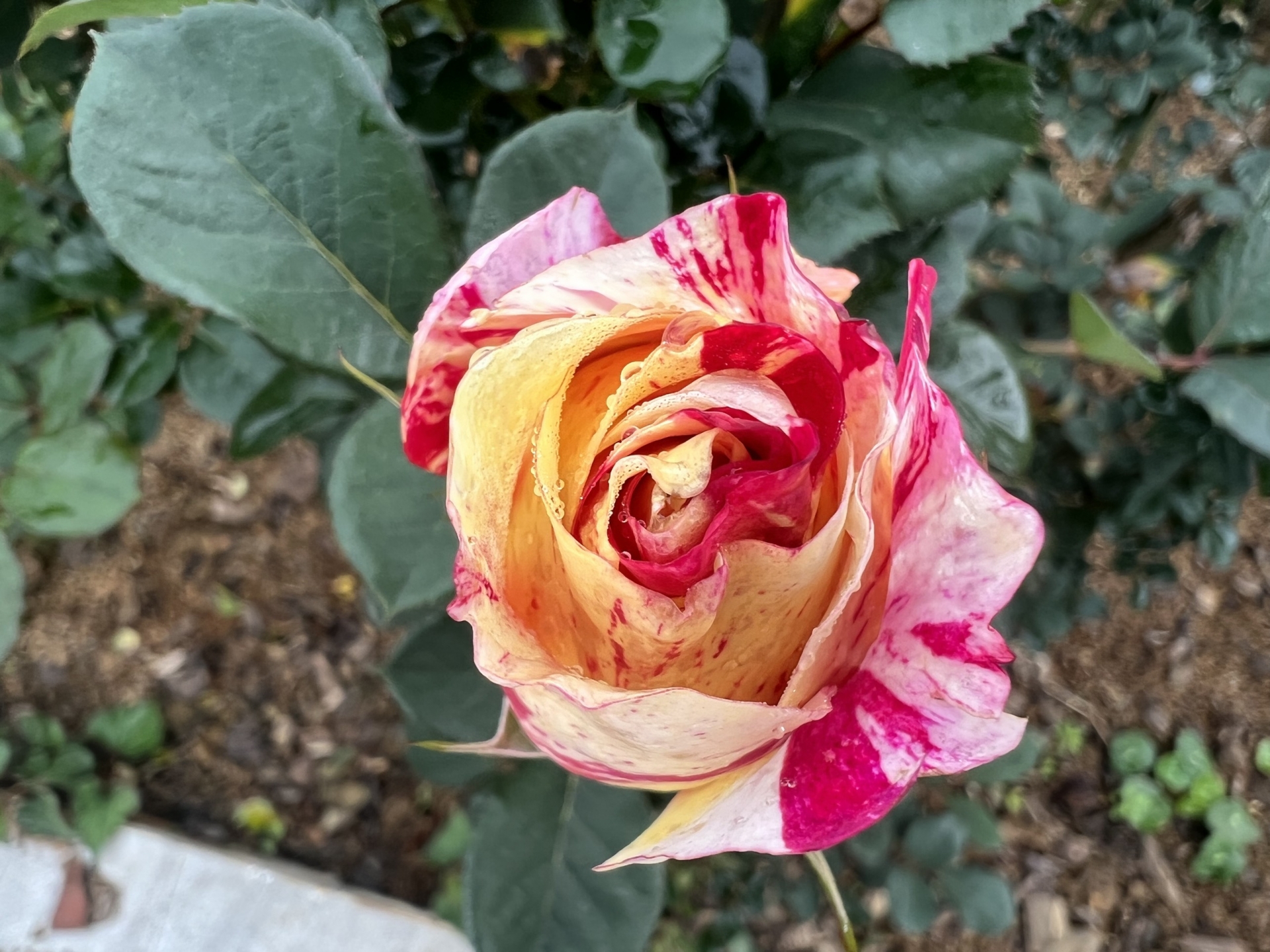 Chớm hè, ngắm hoa đỗ quyên rực rỡ trên dãy Hoàng Liên Sơn Chớm hè, ngắm hoa đỗ quyên rực rỡ trên dãy Hoàng Liên Sơn