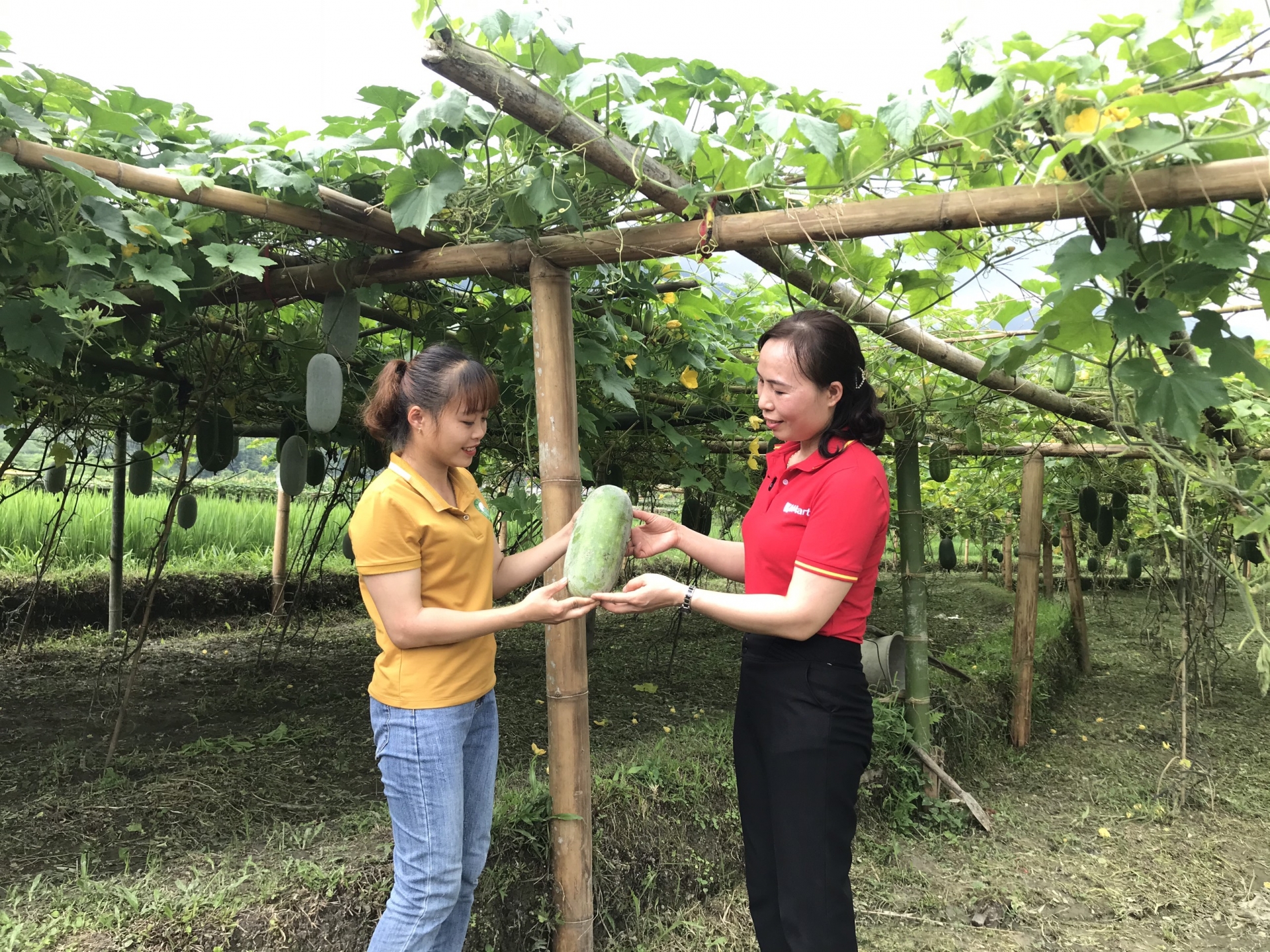 WinCommerce thúc đẩy tiêu thụ nông sản Bắc Giang, Bắc Kạn