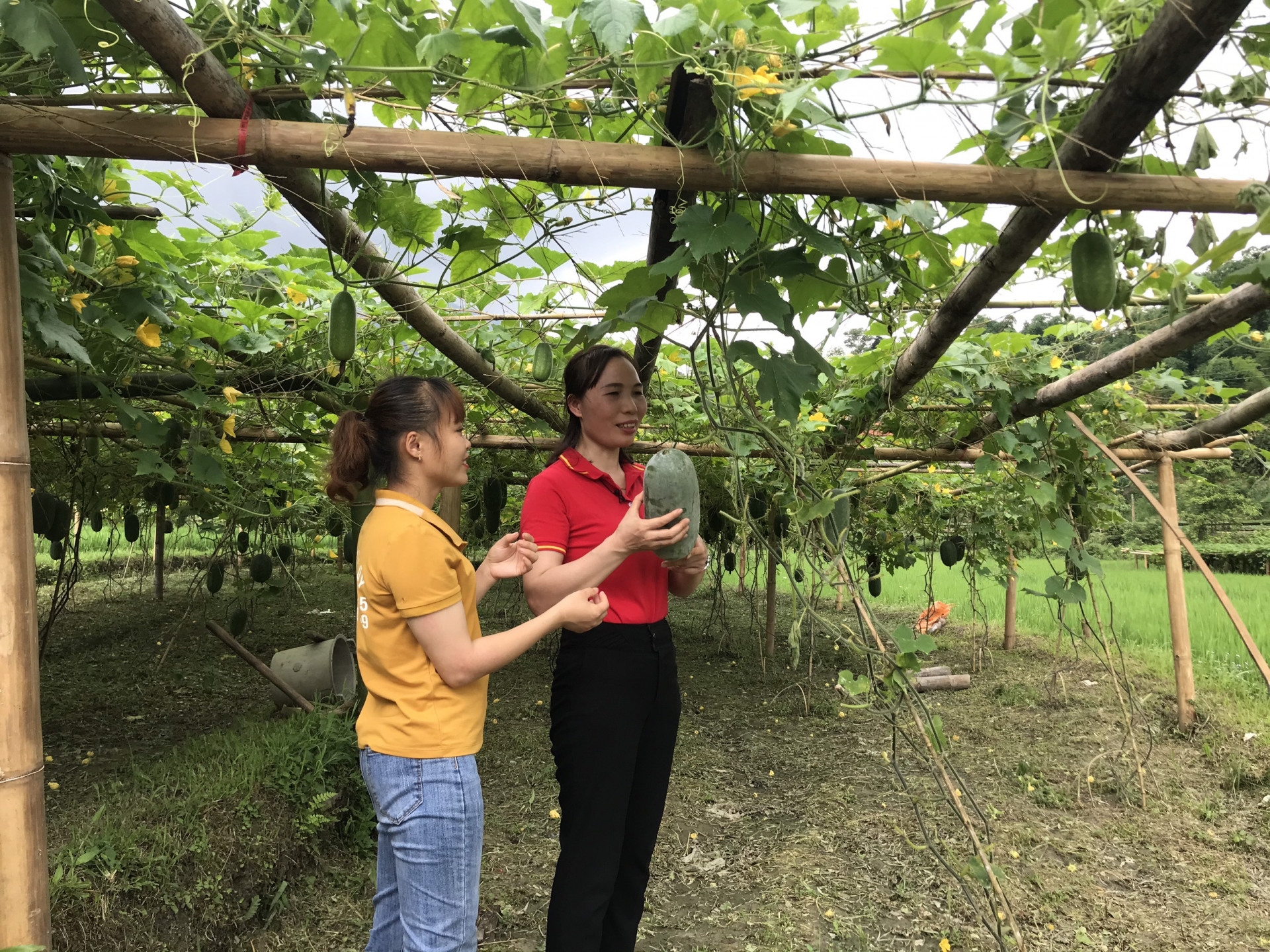 WinCommerce thúc đẩy tiêu thụ nông sản Bắc Giang, Bắc Kạn