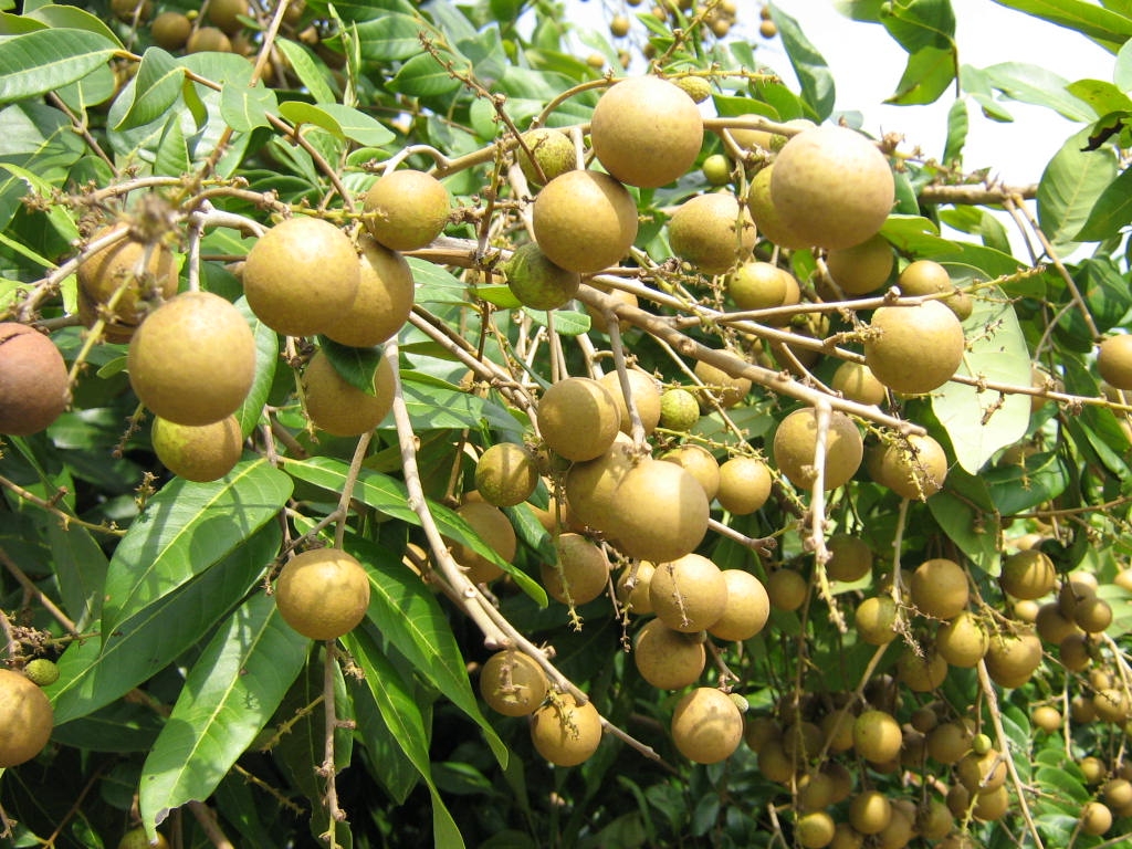 Mùng 5 tháng 5 về miệt cù lao