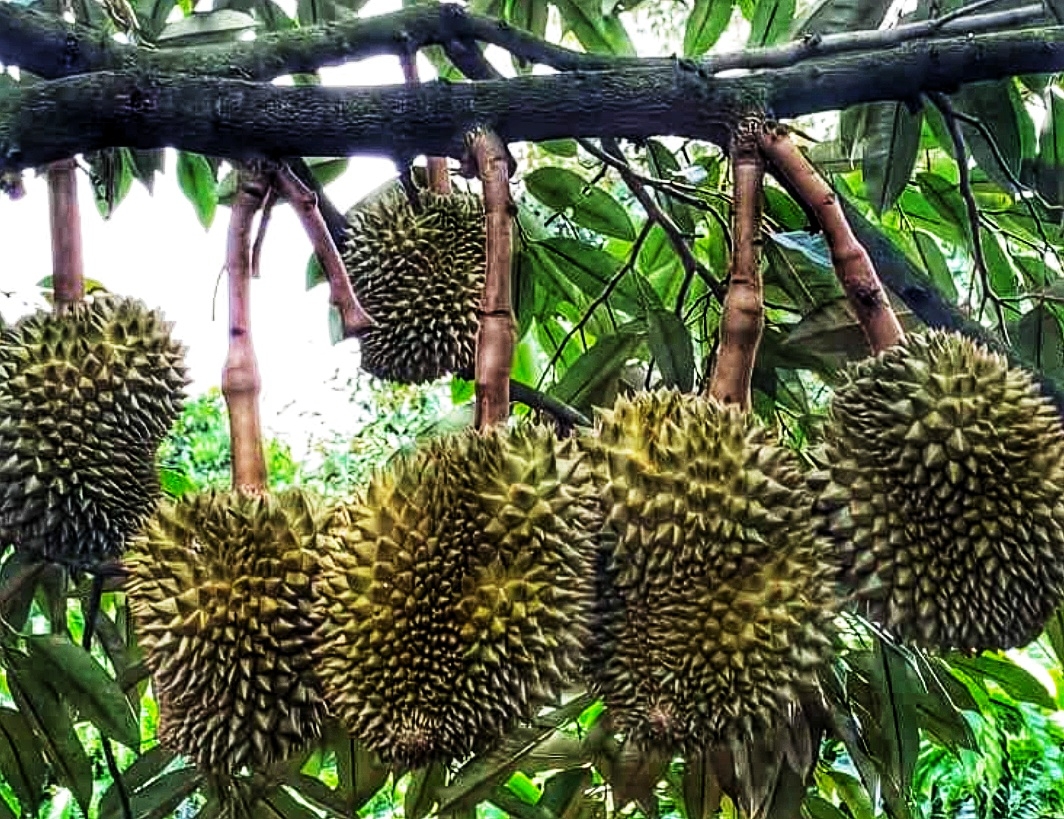 undefined Hương vị miệt vườn