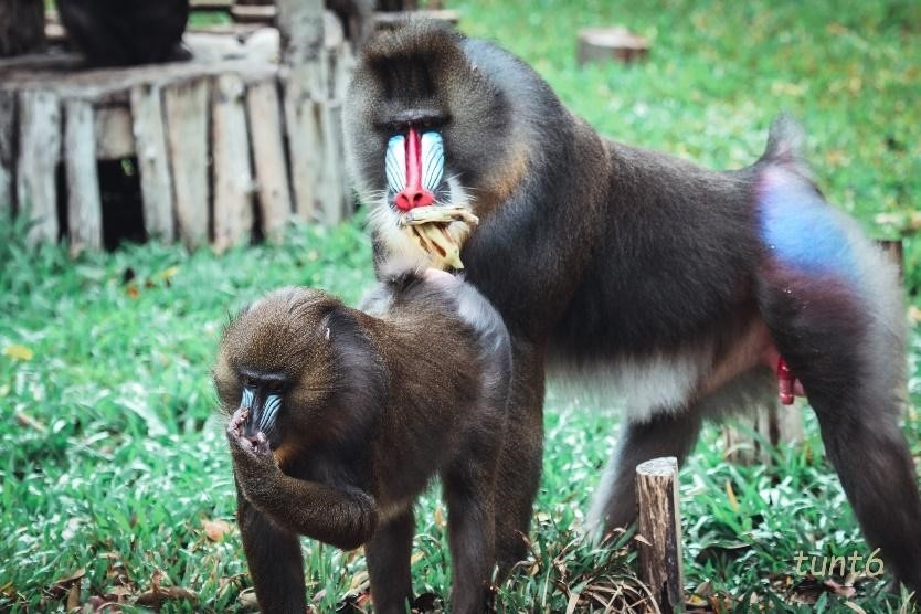 Hành trình tới “ngôi nhà” Vinpearl Safari của những cá thể quý hiếm nhất thế giới Hành trình tới “ngôi nhà” Vinpearl Safari của những cá thể quý hiếm nhất thế giới