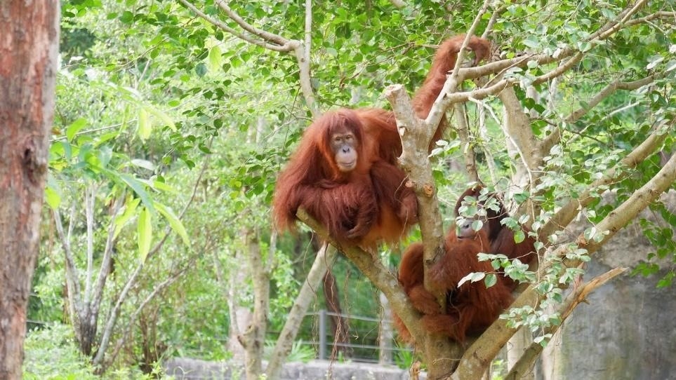 Hành trình tới “ngôi nhà” Vinpearl Safari của những cá thể quý hiếm nhất thế giới Hành trình tới “ngôi nhà” Vinpearl Safari của những cá thể quý hiếm nhất thế giới