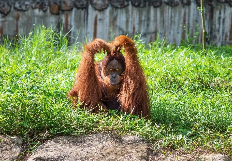 Hành trình tới “ngôi nhà” Vinpearl Safari của những cá thể quý hiếm nhất thế giới Hành trình tới “ngôi nhà” Vinpearl Safari của những cá thể quý hiếm nhất thế giới