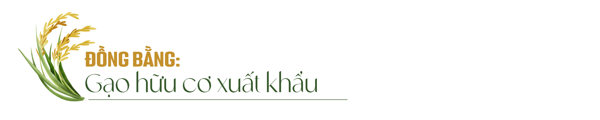 Sepon - giấc mơ về một thương hiệu nông sản hữu cơ