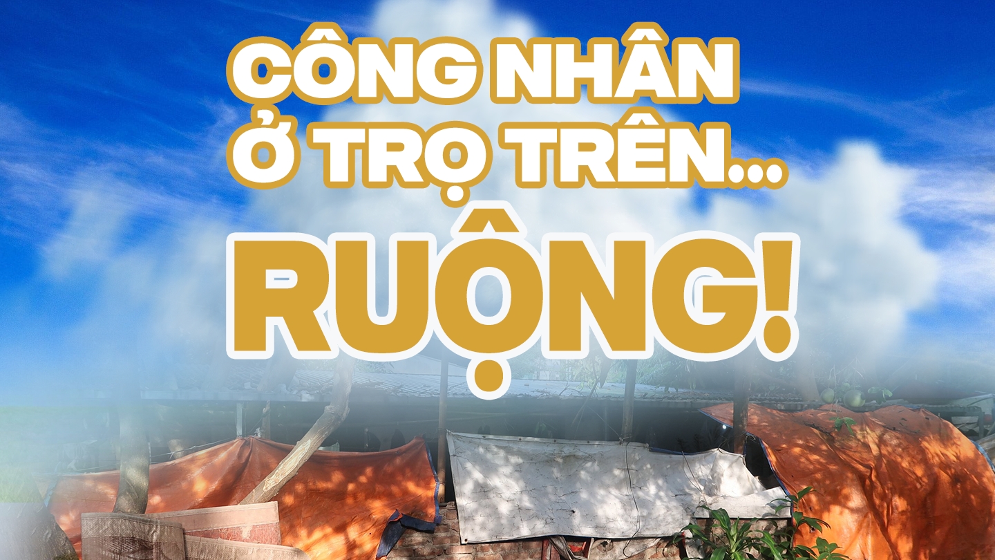 Công nhân thuê trọ trên... ruộng!