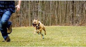 “Hung thần" pitbull và cảnh báo an toàn