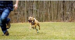 “Hung thần" pitbull và cảnh báo an toàn