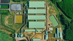 “Heo ăn chay” và câu chuyện cạnh tranh tương lai của doanh nghiệp chăn nuôi Việt Nam