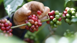 Nescafé thúc đẩy nông nghiệp tái sinh, giảm khí phát thải, cải thiện sinh kế nông dân