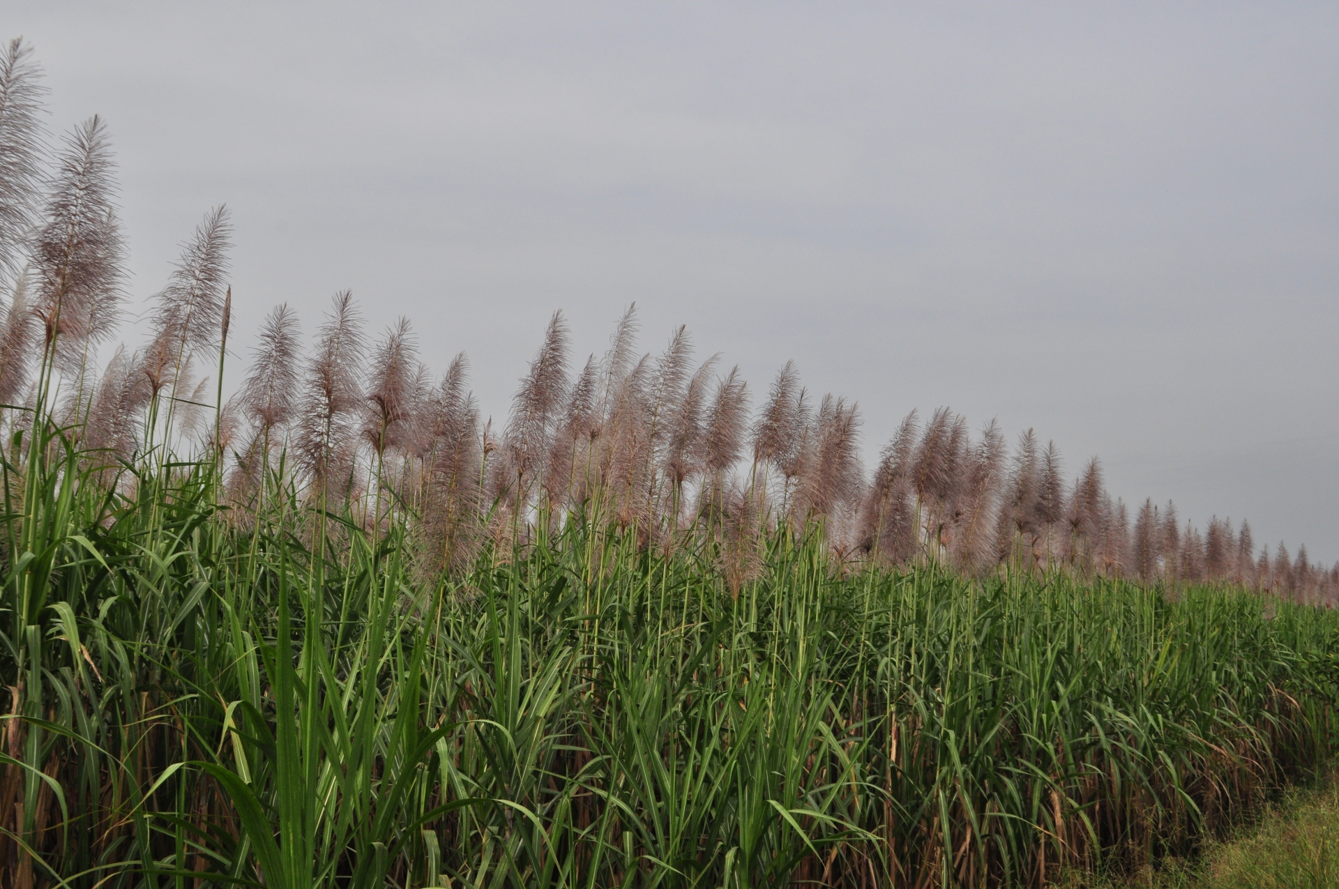 Cù Lao Dung - nốt son của Đồng bằng sông Cửu Long