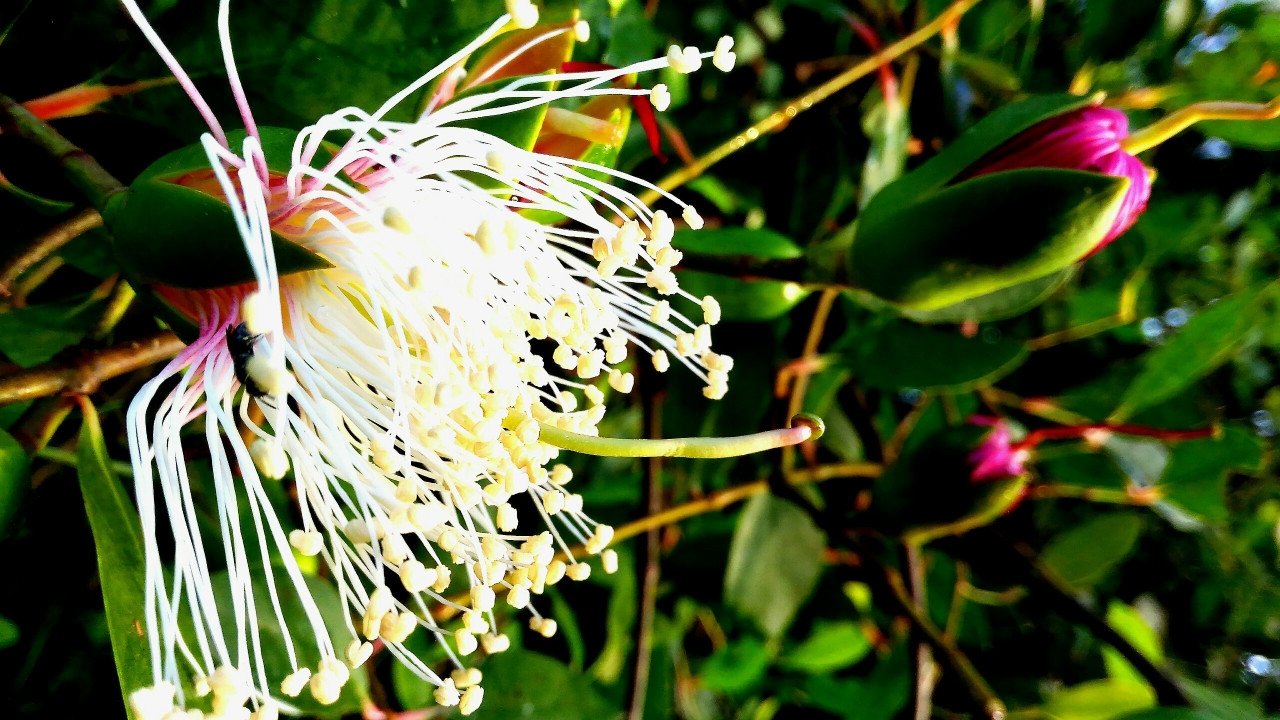 Cù Lao Dung - nốt son của Đồng bằng sông Cửu Long