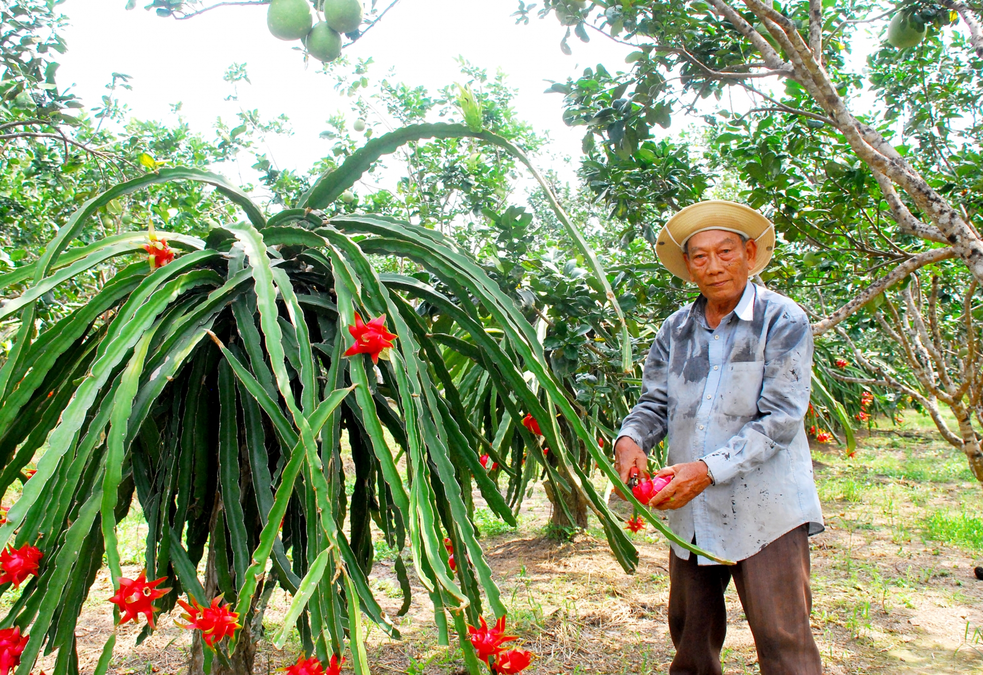 Cù Lao Dung - nốt son của Đồng bằng sông Cửu Long