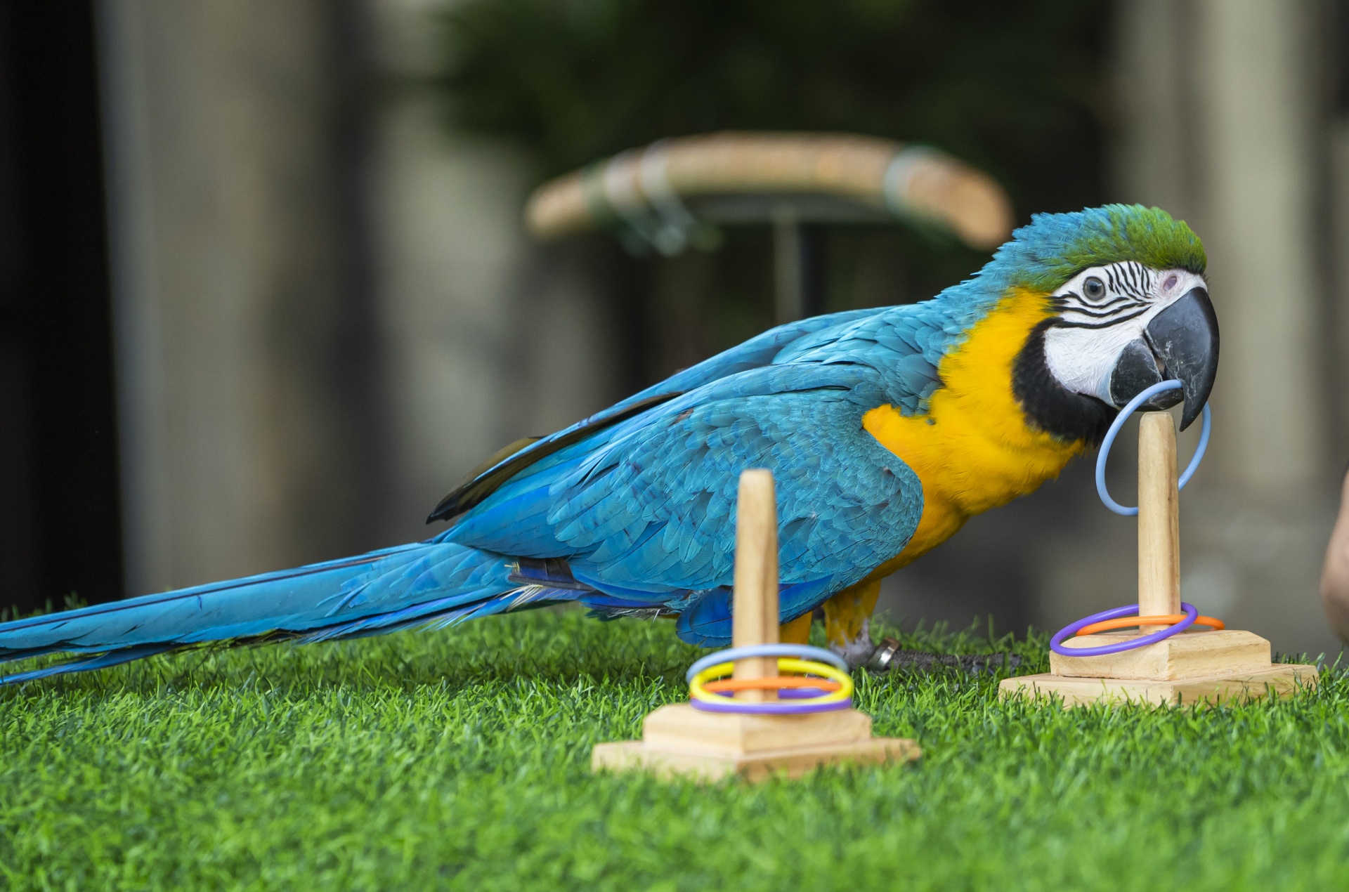 Show Vũ điệu chim trời lần đầu tiên có mặt ở Quảng Ninh Show Vũ điệu chim trời lần đầu tiên có mặt ở Quảng Ninh