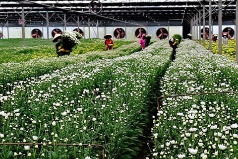 An toàn, vệ sinh lao động trong doanh nghiệp sản xuất rau, hoa ở Lâm Đồng An toàn, vệ sinh lao động trong doanh nghiệp sản xuất rau, hoa ở Lâm Đồng