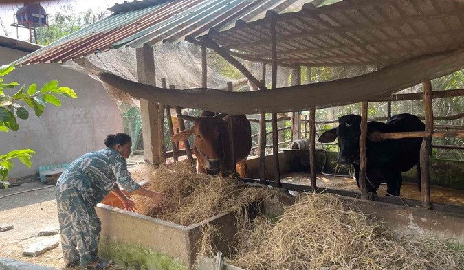 Bà Đinh Thị Bích Thủy bên đàn bò gầy dựng từ nguồn Quỹ hỗ trợ cộng đồng David Dương.