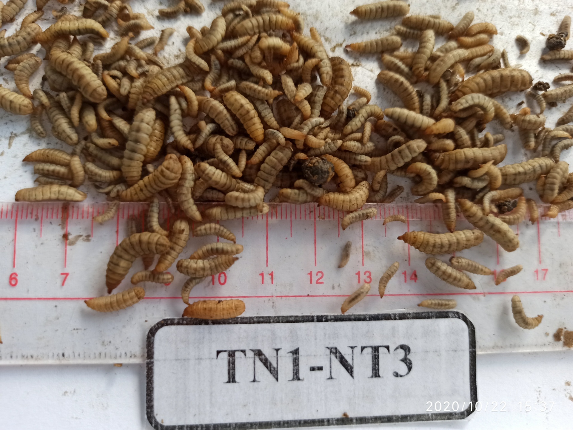 Hiệu quả thiết thực từ sáng kiến ứng dụng ruồi lính đen vào xử lý rác hữu cơ