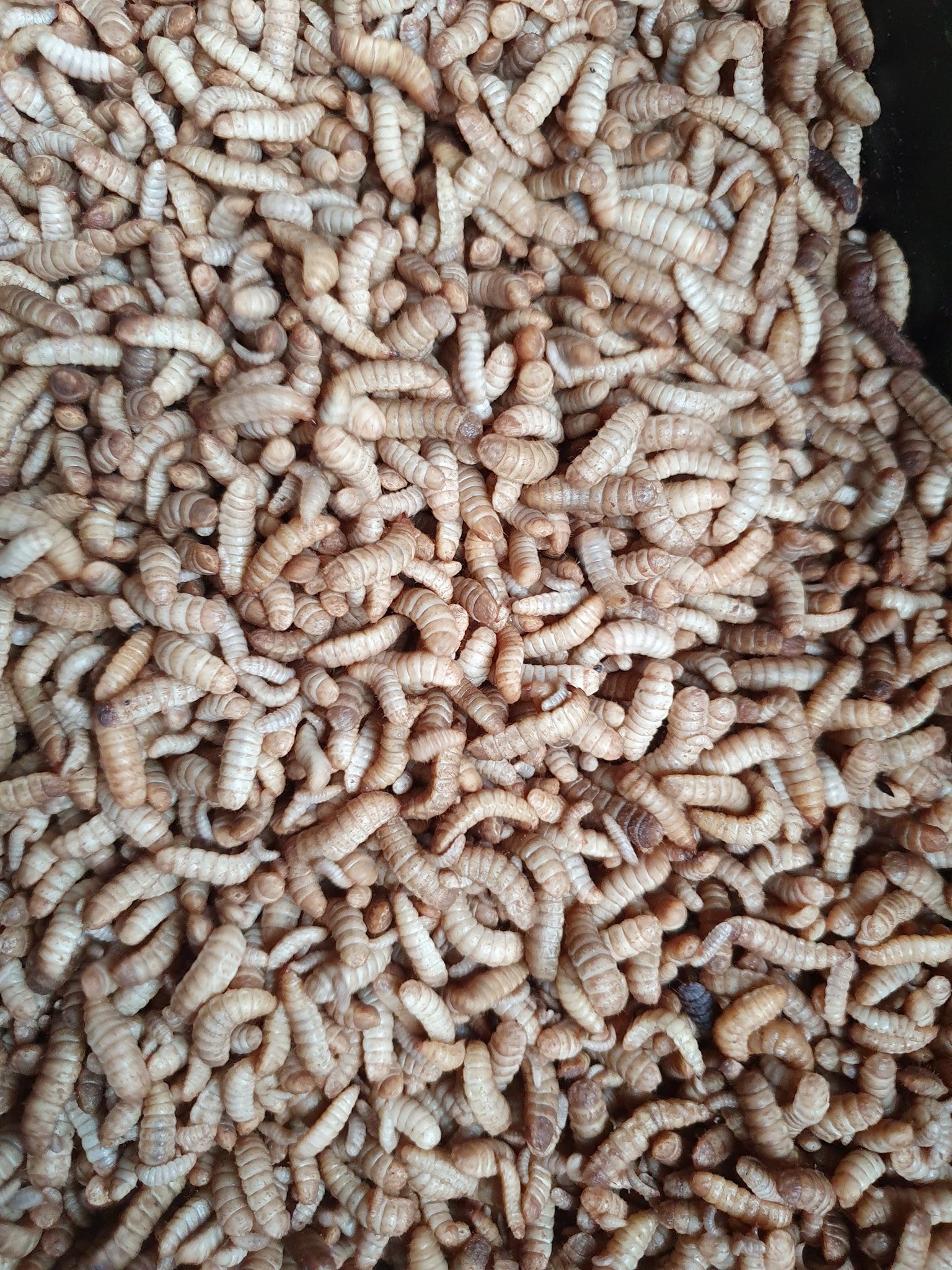 Hiệu quả thiết thực từ sáng kiến ứng dụng ruồi lính đen vào xử lý rác hữu cơ