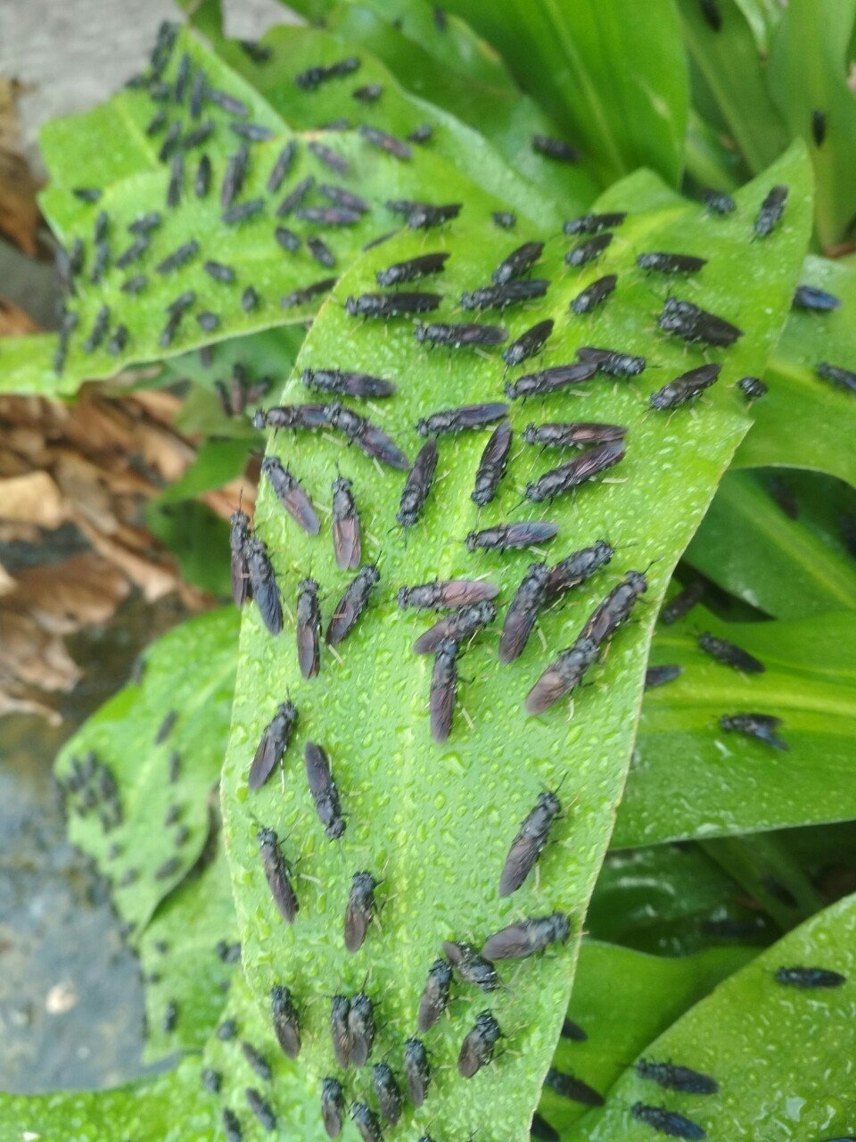 Hiệu quả thiết thực từ sáng kiến ứng dụng ruồi lính đen vào xử lý rác hữu cơ