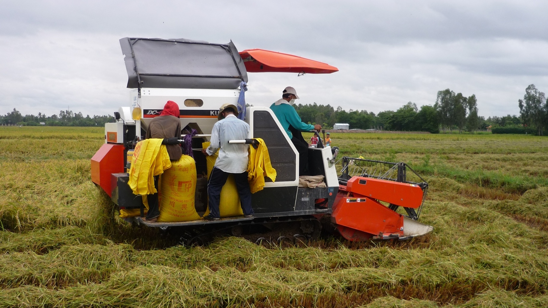 Nhu cầu cao gạo nội địa tăng, nguồn cung hạn chế đẩy giá lúa lên cao