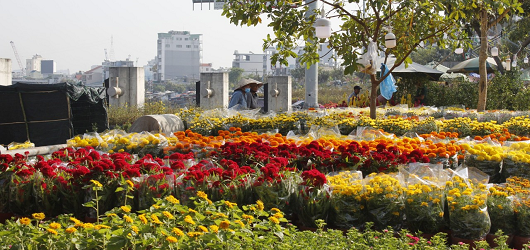 Hoa Tết trên bến Bình Đông: Lưu giữ nét đẹp của Sài Gòn xưa Hoa Tết trên bến Bình Đông: Lưu giữ nét đẹp của Sài Gòn xưa