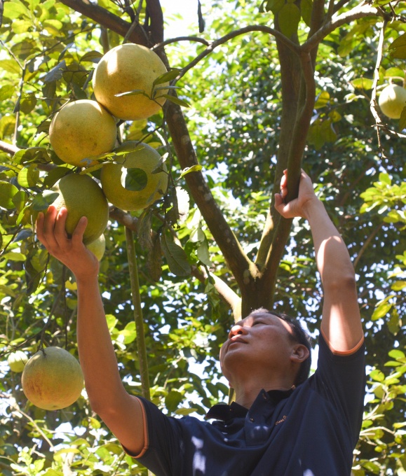 Miệt vườn Thanh trà xứ Huế Miệt vườn Thanh trà xứ Huế