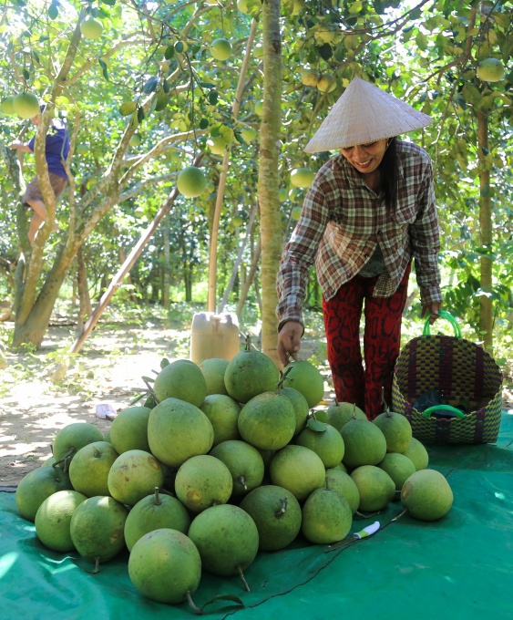 Miệt vườn Thanh trà xứ Huế Miệt vườn Thanh trà xứ Huế