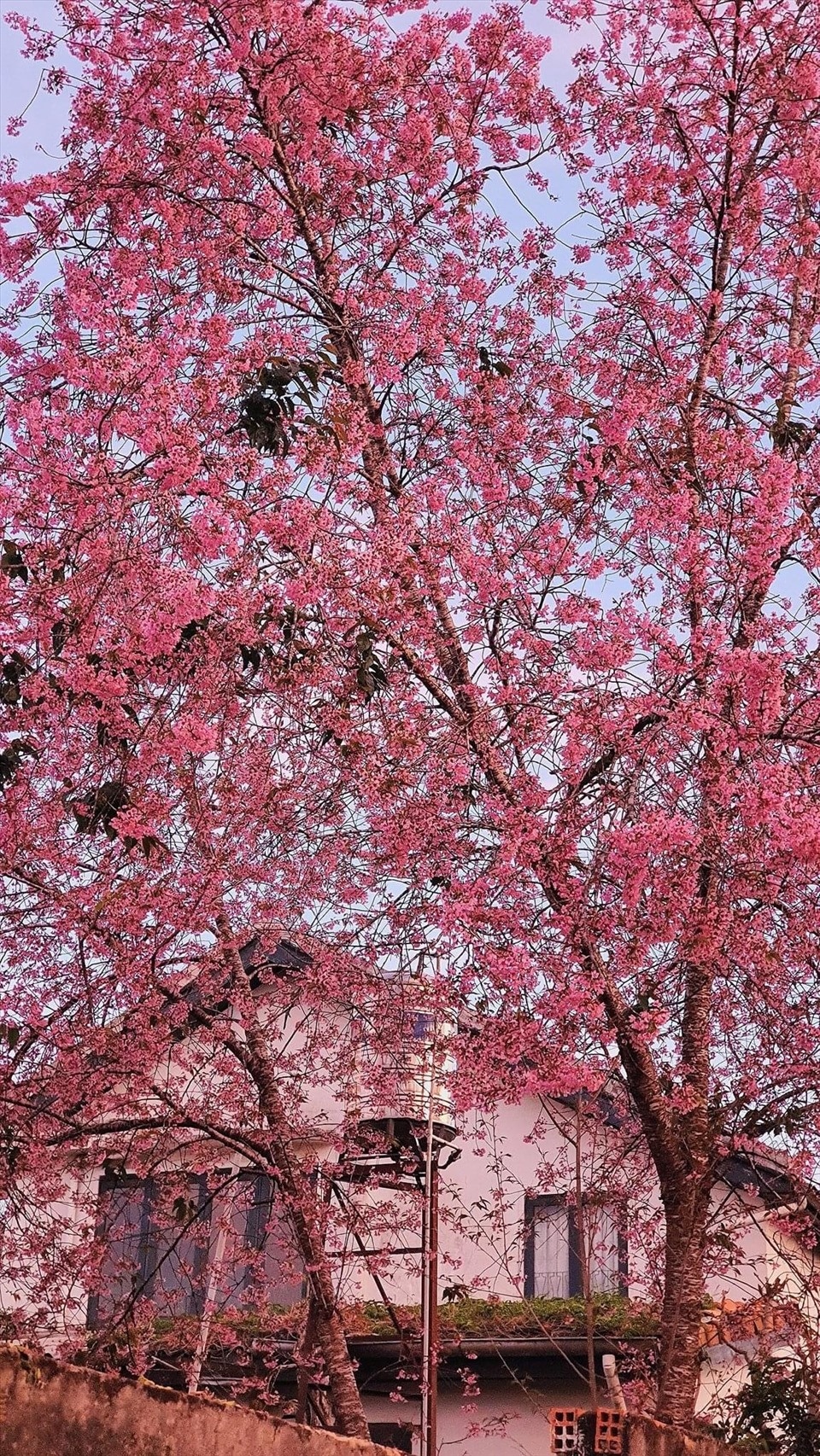 Điều gì khiến du khách lựa chọn Đà Lạt để du Xuân Qúy Mão Điều gì khiến du khách lựa chọn Đà Lạt để du Xuân Qúy Mão