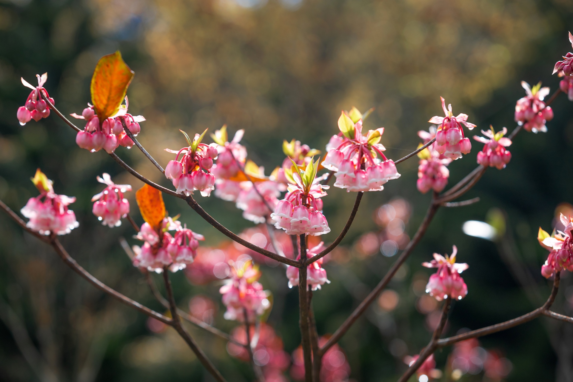 Du khách háo hức tới Bà Nà thưởng hoa đào chuông, xem show xe cổ