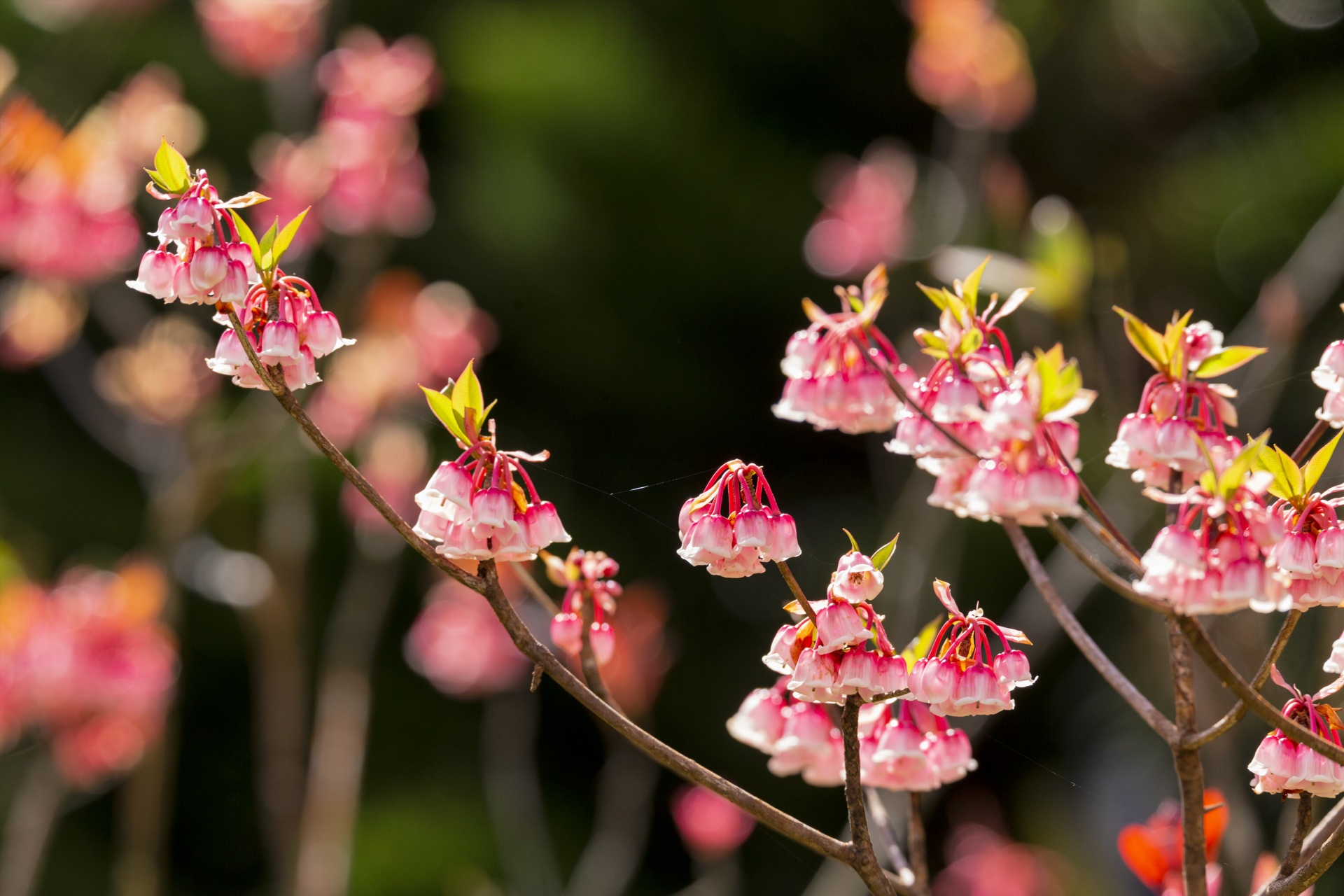 Ngắm biển mây đẹp như cổ tích tại Bà Nà