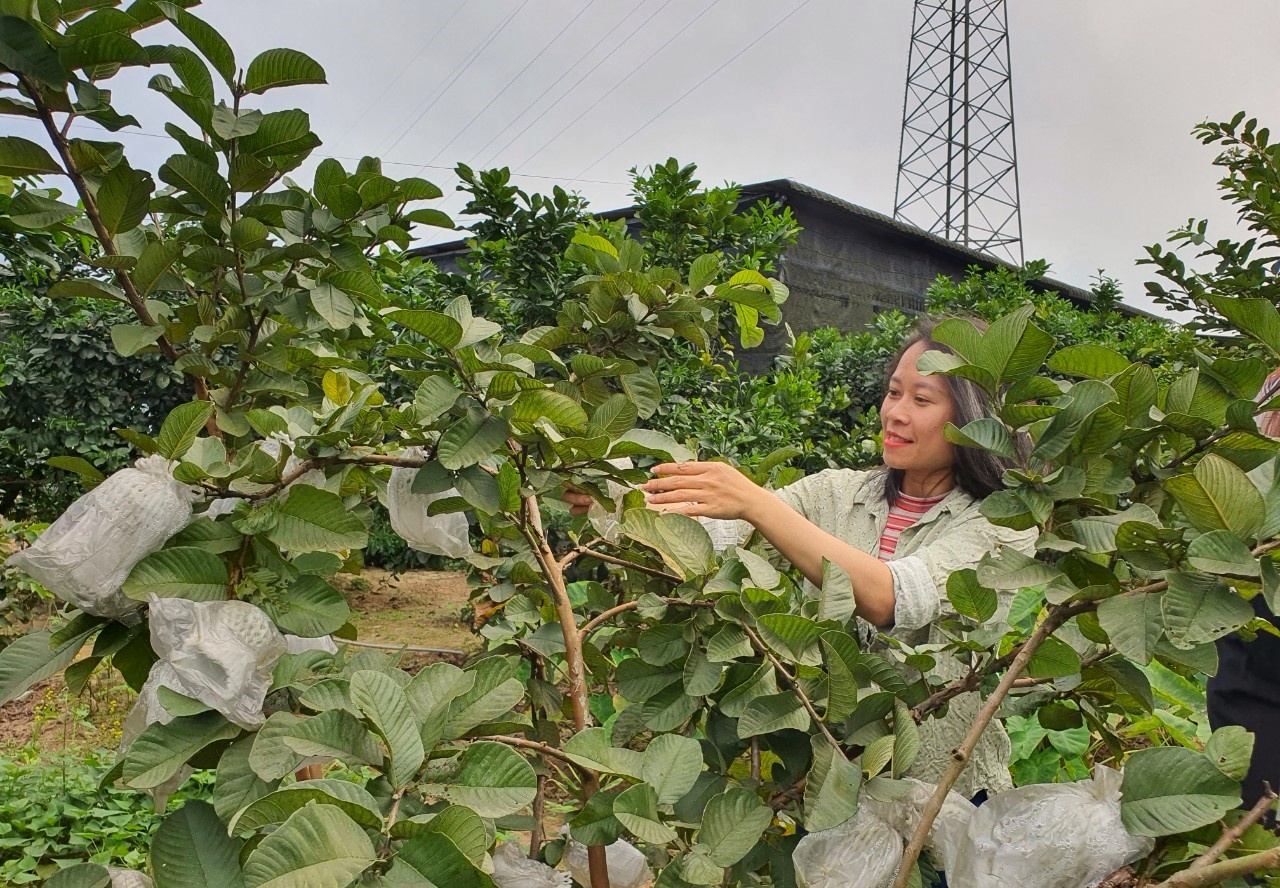 Đoàn viên, người lao động nghèo ổn định đời sống nhờ vốn vay của Quỹ Trợ vốn Đoàn viên, người lao động nghèo ổn định đời sống nhờ vốn vay của Quỹ Trợ vốn