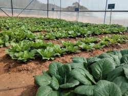 Nhà kính trồng rau cho giáo viên và học sinh: Công trình nhỏ, ý nghĩa lớn