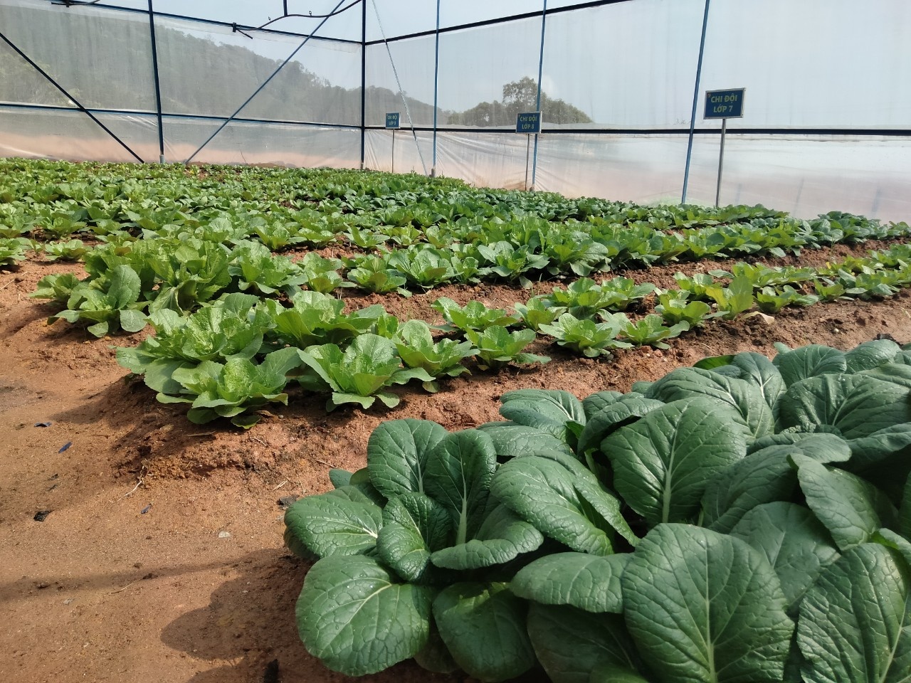 Nhà kính trồng rau cho giáo viên và học sinh bán trú ở Lâm Đồng: Công trình nhỏ, ý nghĩa lớn