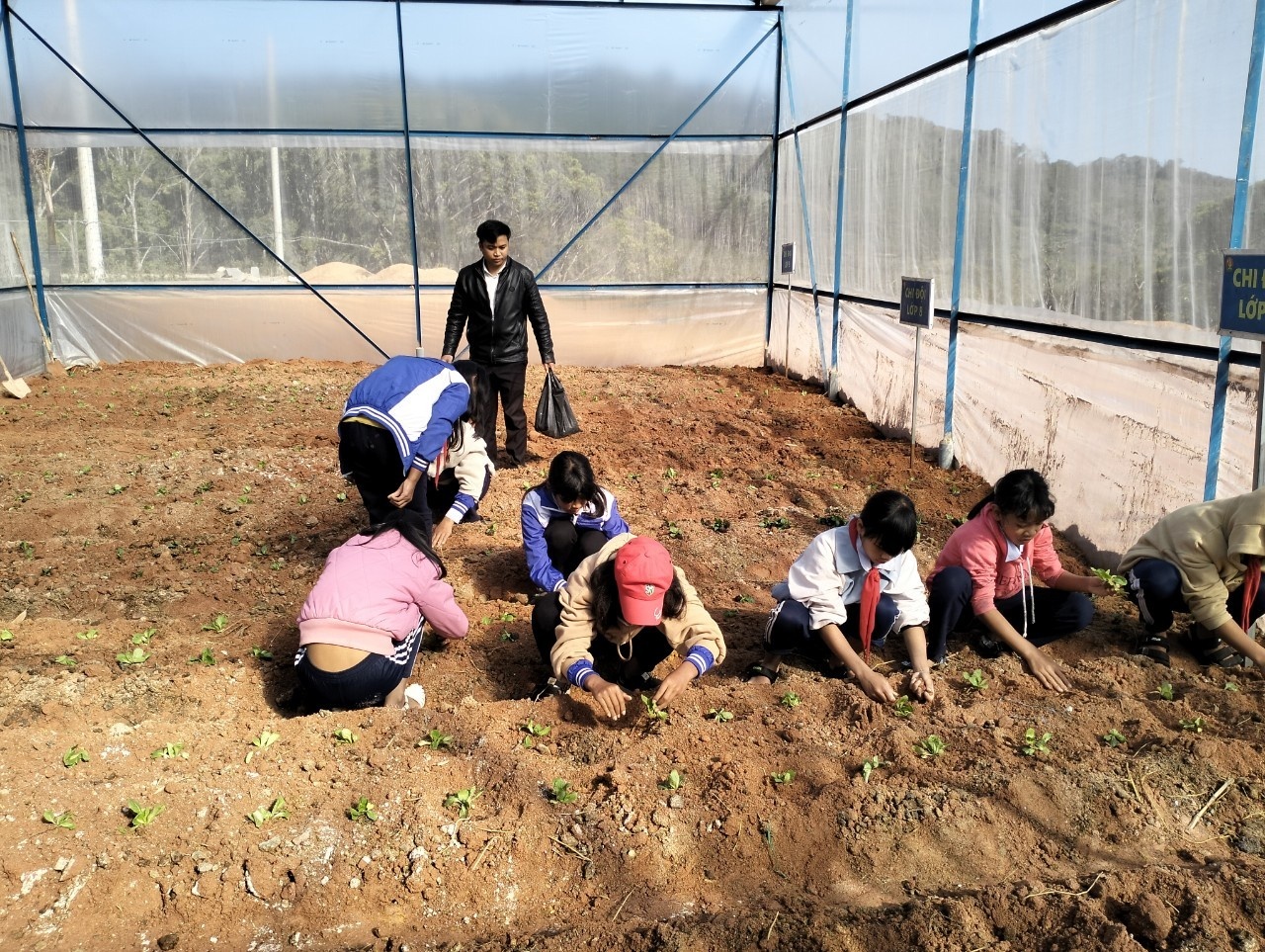 Nhà kính trồng rau cho giáo viên và học sinh bán trú ở Lâm Đồng: Công trình nhỏ, ý nghĩa lớn