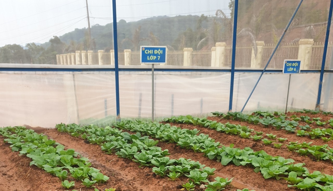 Nhà kính trồng rau cho giáo viên và học sinh bán trú ở Lâm Đồng: Công trình nhỏ, ý nghĩa lớn