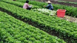 Thấy gì khi nhiều doanh nghiệp giống cây trồng kêu cứu?