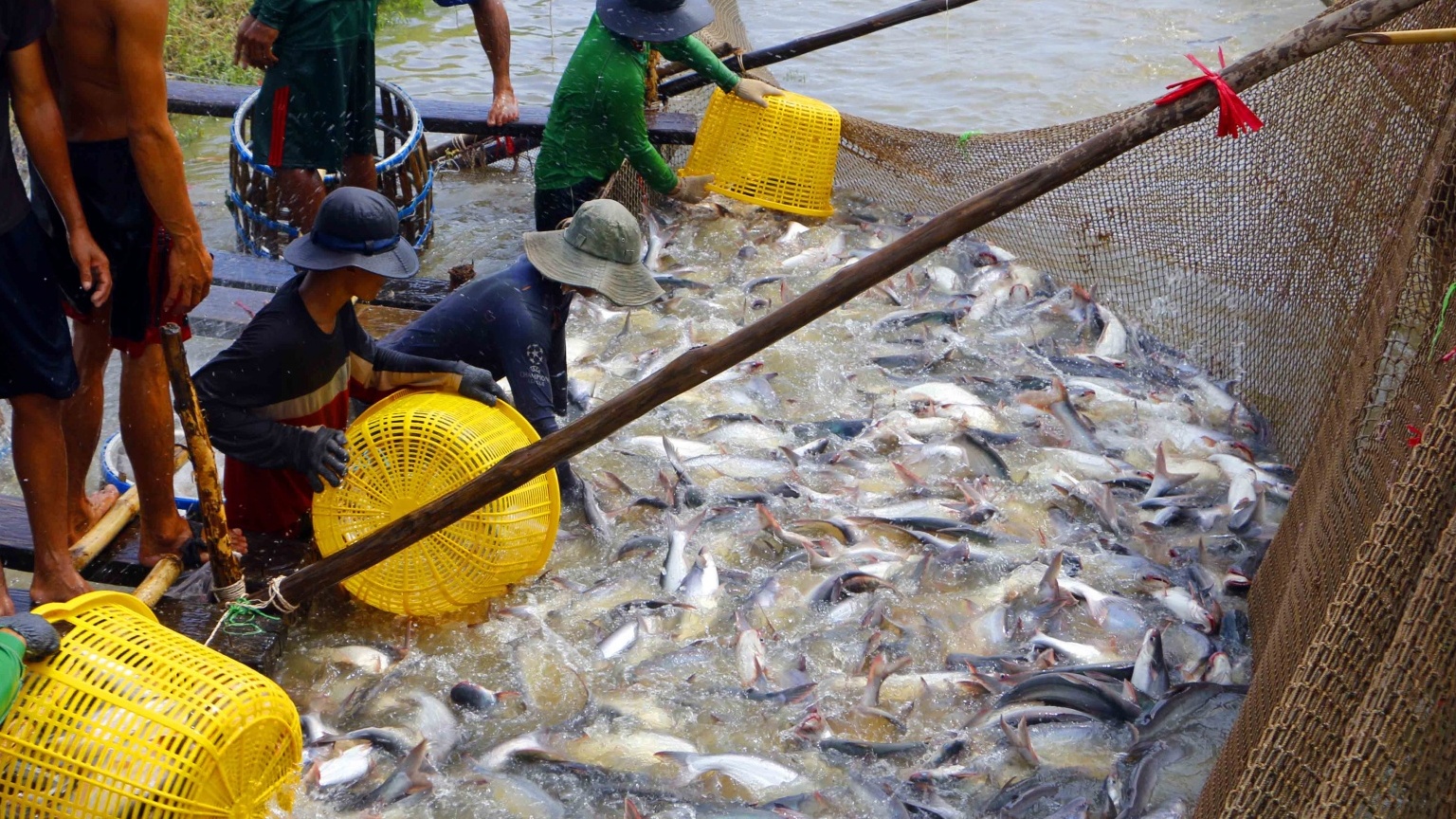 Để ngành thủy sản vượt qua khó khăn hơn cả đại dịch Covid-19