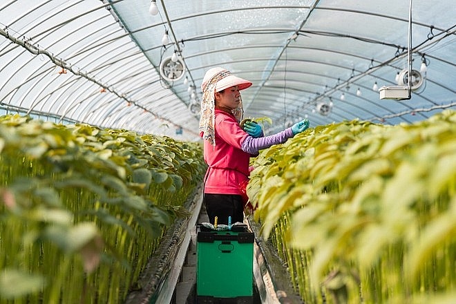 Giải đáp thắc mắc về làm việc thời vụ tại Hàn Quốc Giải đáp thắc mắc về làm việc thời vụ tại Hàn Quốc