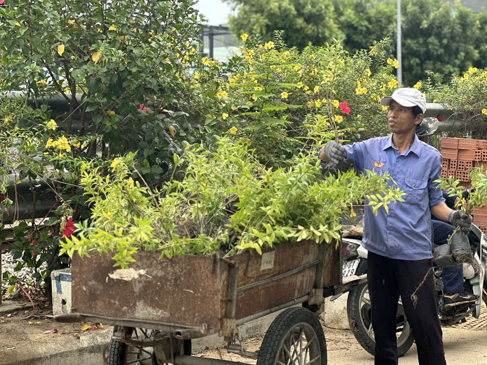 Công nhân Công ty CP Đường sắt Quảng Nam-Đà Nẵng tham gia trồng hoa, làm đẹp đường tàu. Ảnh: P.N