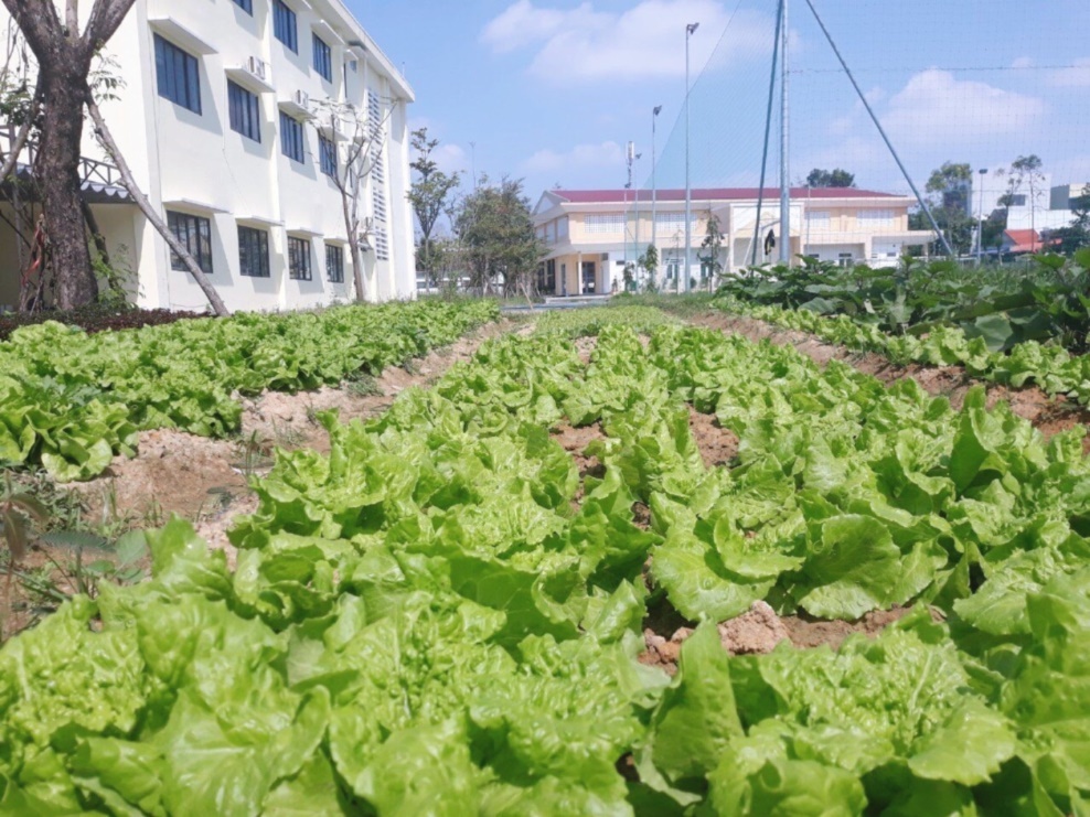 Những luống rau xanh mướt trong khuôn viên của Trường THPT Cẩm Lệ.