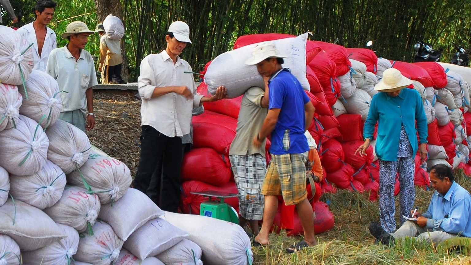 Bán lúa non, người nông dân bị thiệt đủ đường