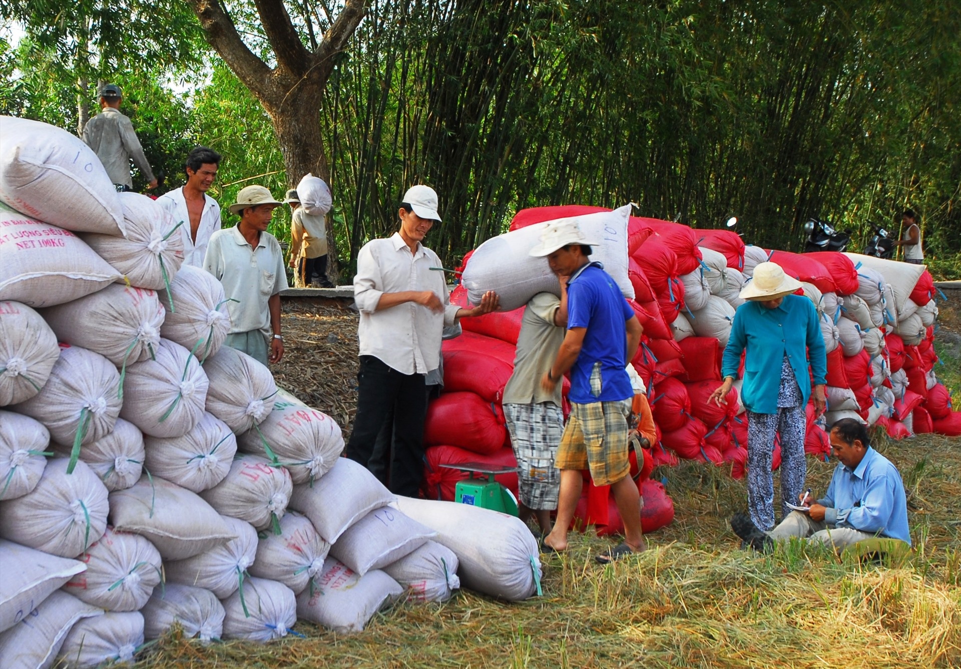 Bán lúa non, người nông dân bị thiệt đủ đường Bán lúa non, người nông dân bị thiệt đủ đường