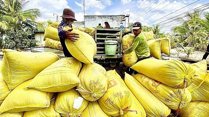 Giá gạo xuất khẩu giảm, giá lúa trong nước đi xuống