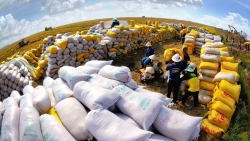 Giá gạo Việt Nam lập đỉnh mới, vừa là lợi thế cũng tiềm ẩn nhiều rủi ro