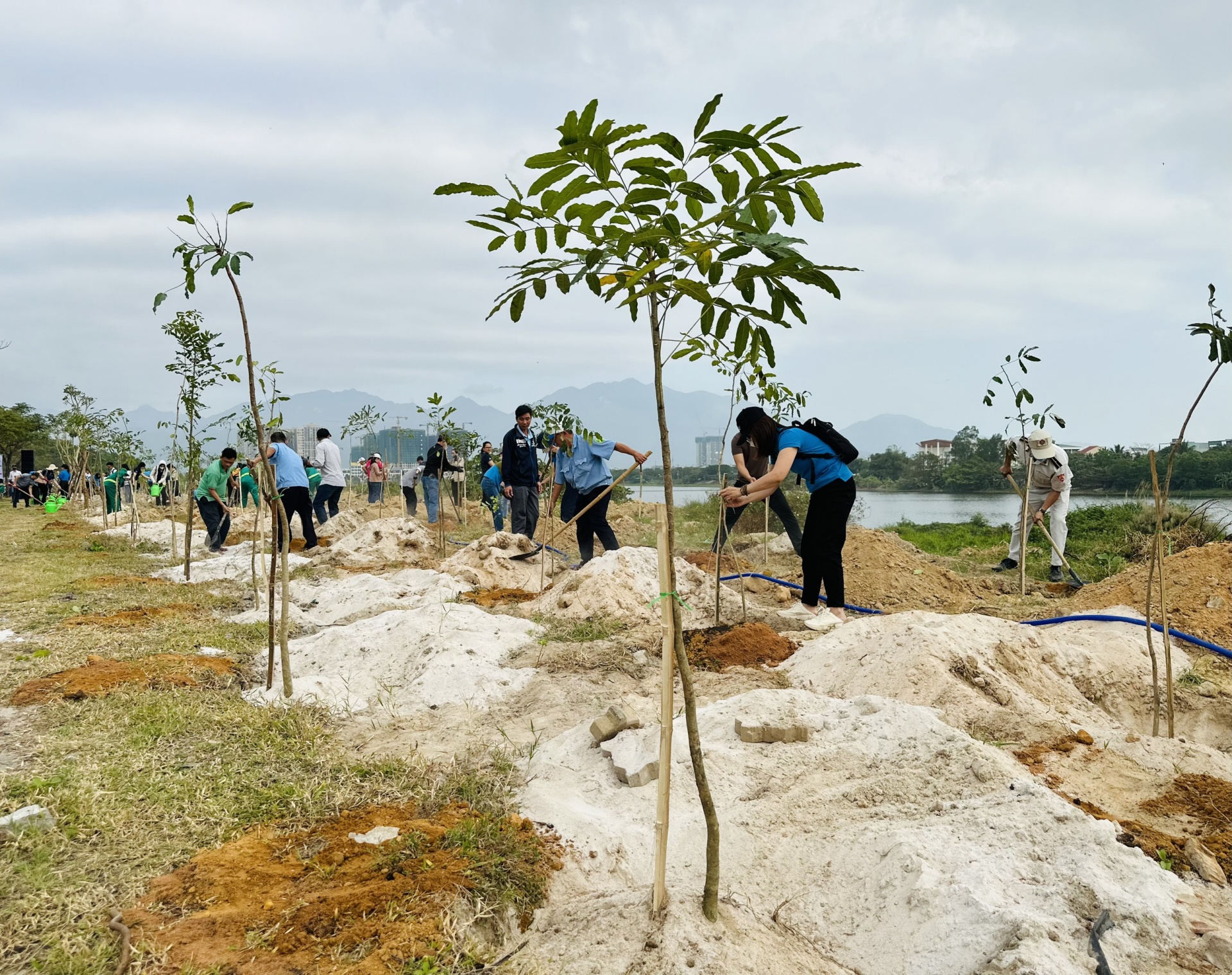 LĐLĐ Đà Nẵng: “Sẵn sàng phân bổ cây xanh cho doanh nghiệp có nhu cầu”