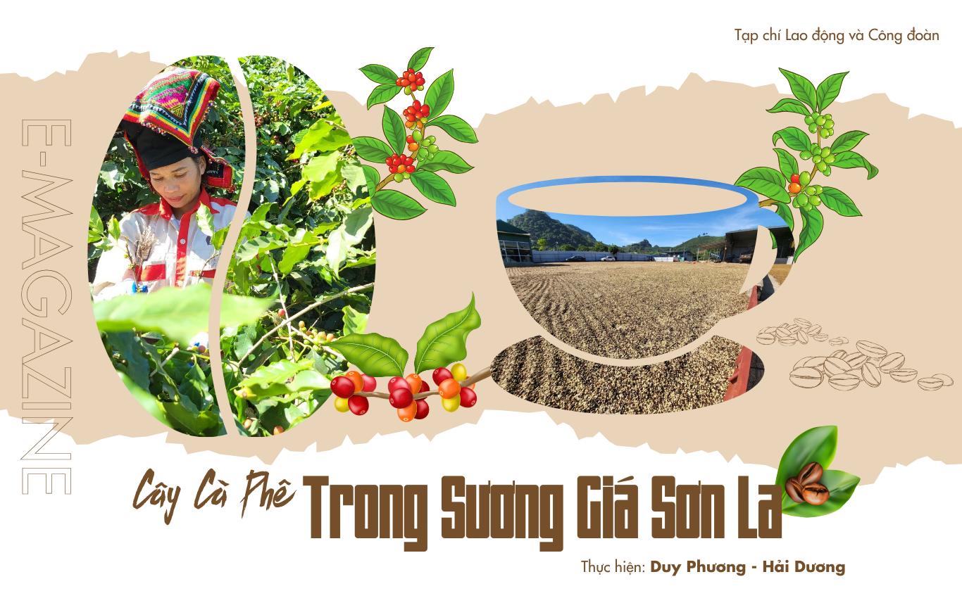 Cây cà phê trong sương giá Sơn La Cây cà phê trong sương giá Sơn La