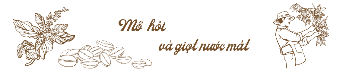 Cây cà phê trong sương giá Sơn La Cây cà phê trong sương giá Sơn La